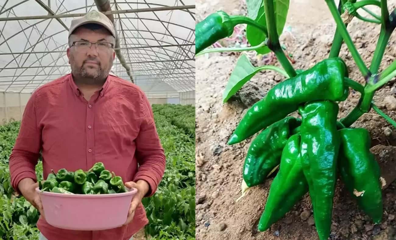 Sağlık için birebir etki: Emcelli biberi! 150 yıldır ata tohumuyla yetiştiriliyor