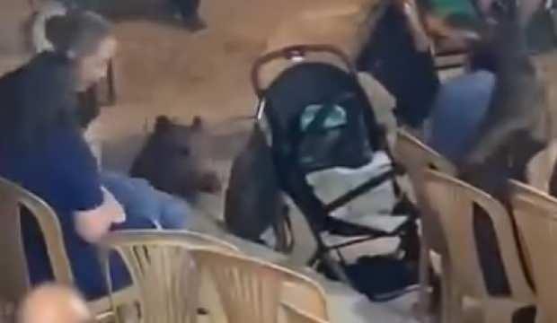 Yer: Muğla! Düğüne dalan yaban domuzu ortalığı birbirine kattı