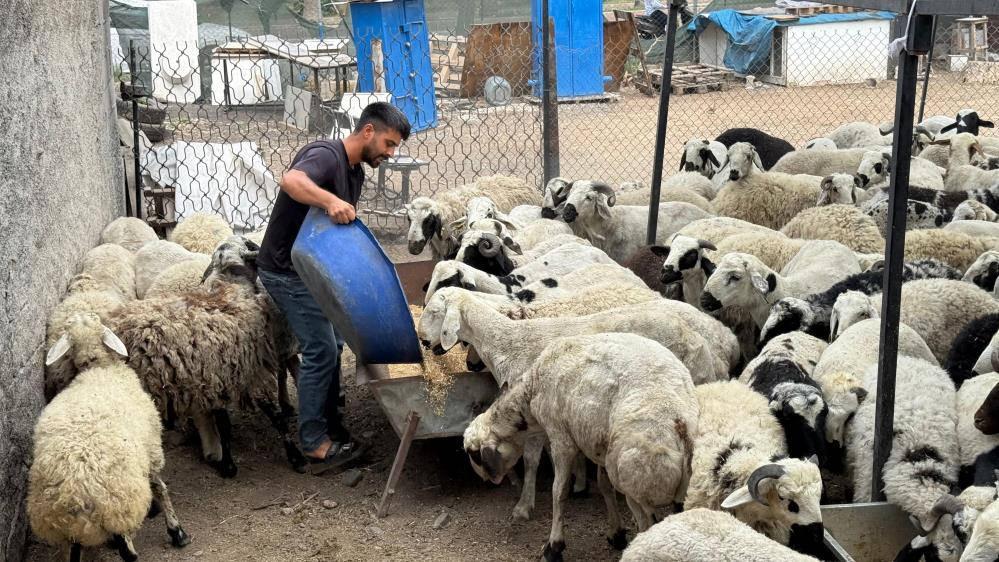 Karnı şiş kurbanlıklara dikkat!