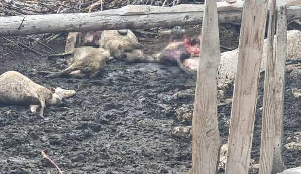 Manzarayı görenin içi yandı! Tam 25 koyunu telef oldu 