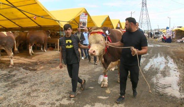650 bin liralık boğa satılmadı! Barış mesajıyla Cumhurbaşkanı'na hediye ediliyor