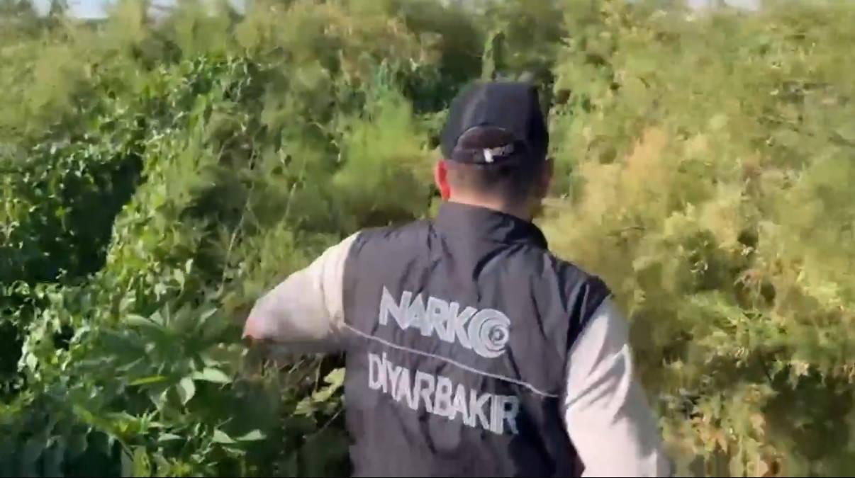 Polis ekiplerinin kenevir tarlaları arasında gezdiği anlar