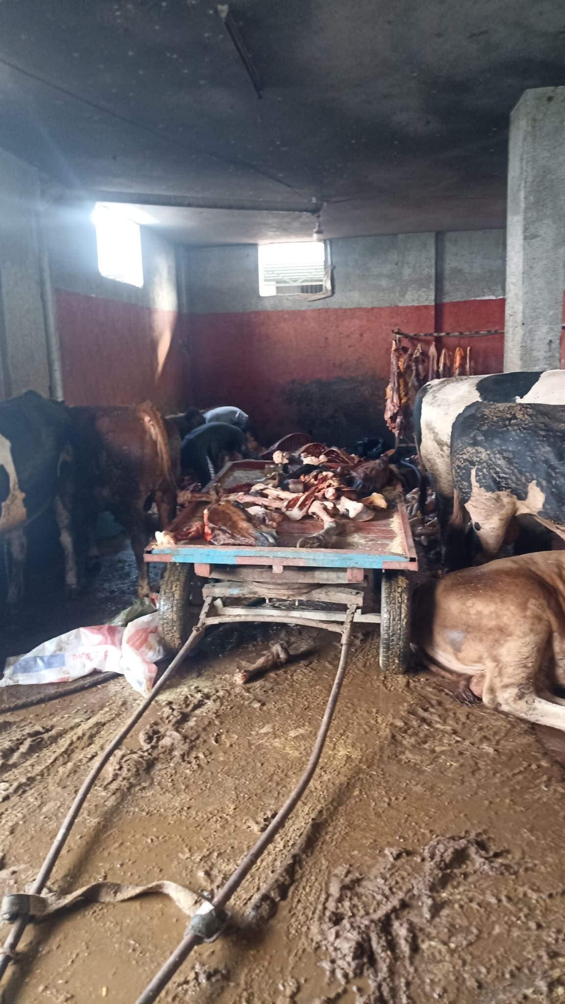 At etleri ve kesilmek için bekletilen atlar ele geçirildi. 
