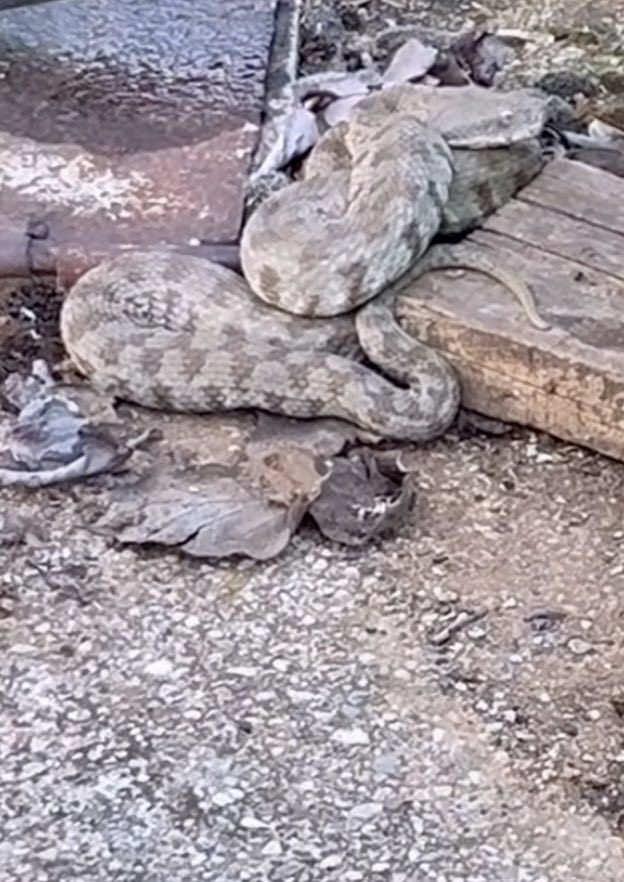 Çeşme başında görüntülenen koca engerek.