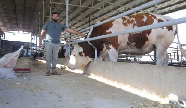 Devasa tosuna bakan çok ama alan yok! Fiyatı cep yakıyor