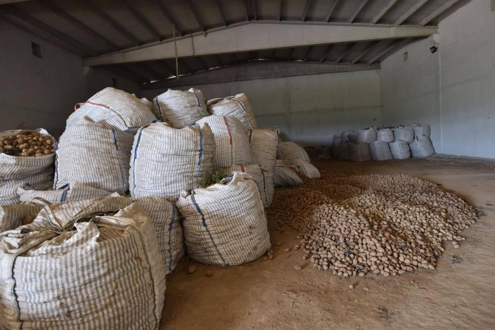 Ahlat'ta binlerce ton patates alıcı bekliyor