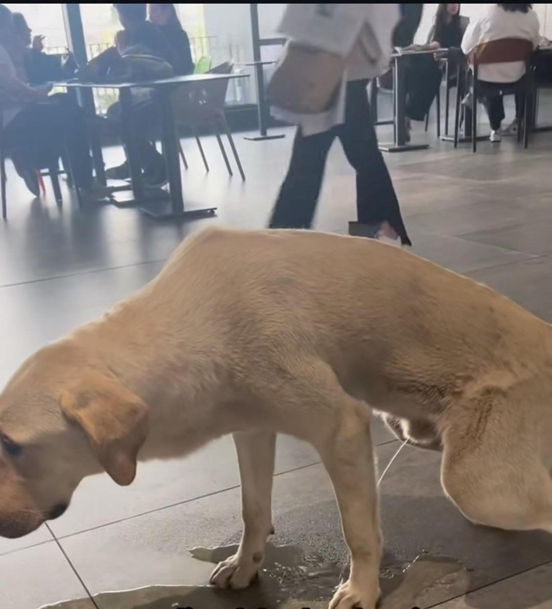 Hastanenin kafeteryasında tuvaletini yapan köpeğin görüntüsü