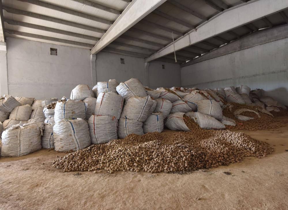 Ahlat'ta binlerce ton patates alıcı bekliyor