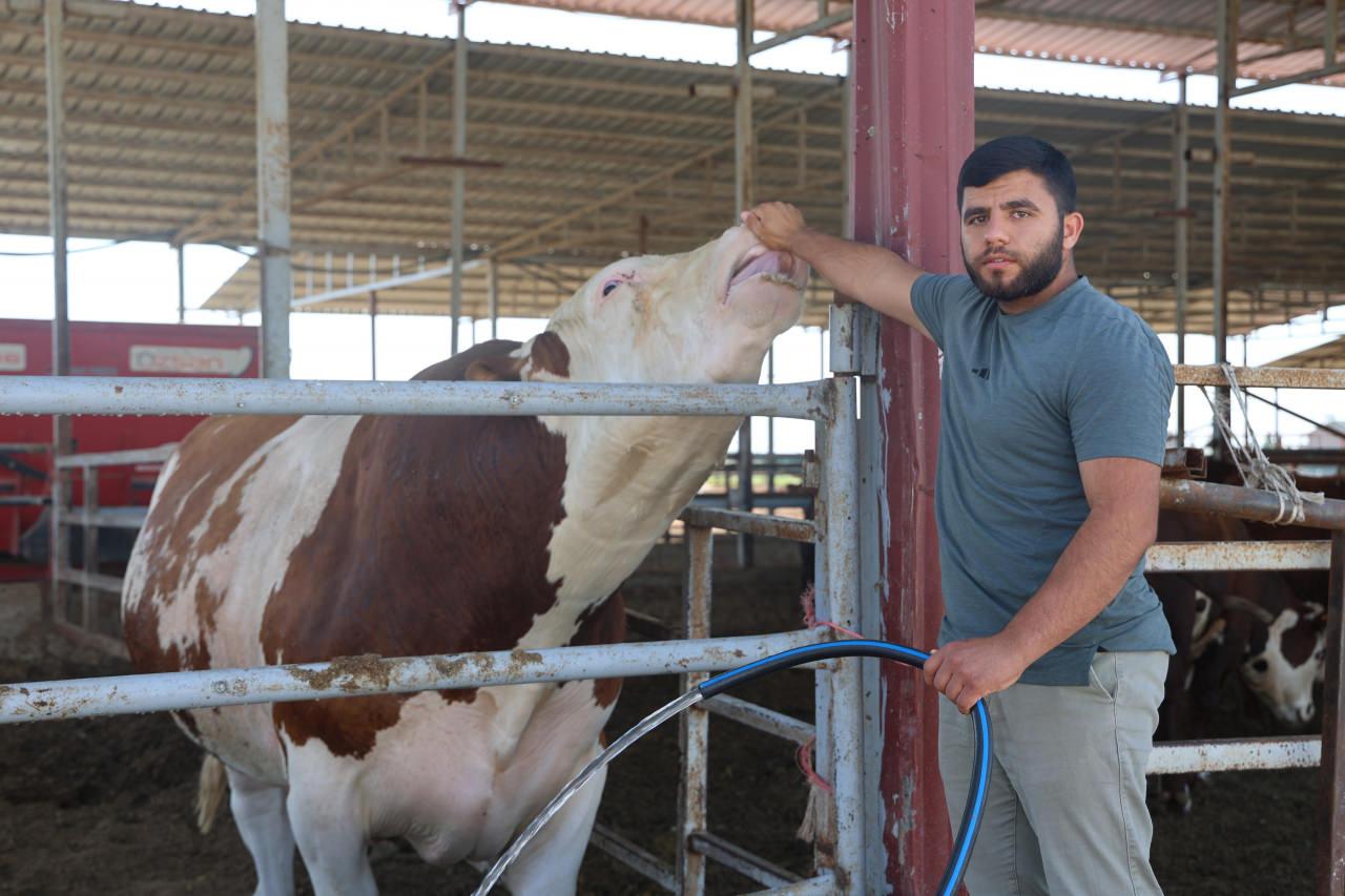 İbrahim Yumuşak, 1 ton 400 kilogramlık tosuna su veriyor. 