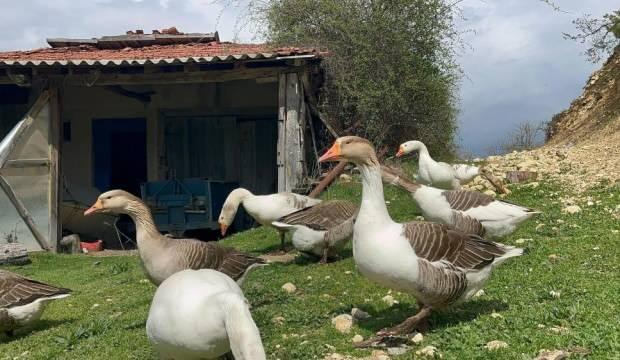 Aldığı destekle 'kaz tüyü' işi kurdu