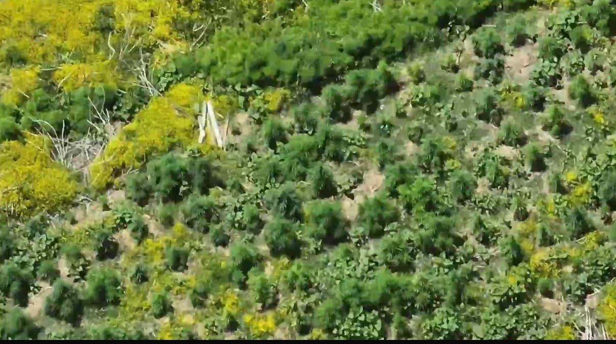 Kenevirlerin havadan drone ile görüntüsü