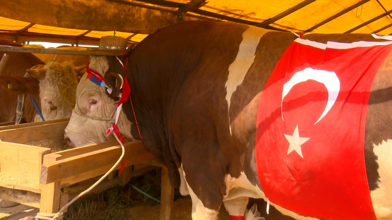 1,5 tonluk boğa Cumhurbaşkanı Erdoğan'a armağan edilmek isteniliyor.