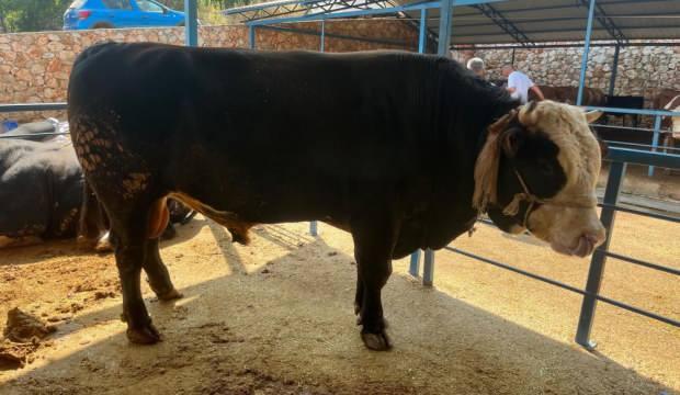 1 ton 300 kiloluk tosun 430 Bin TL'ye satıldı