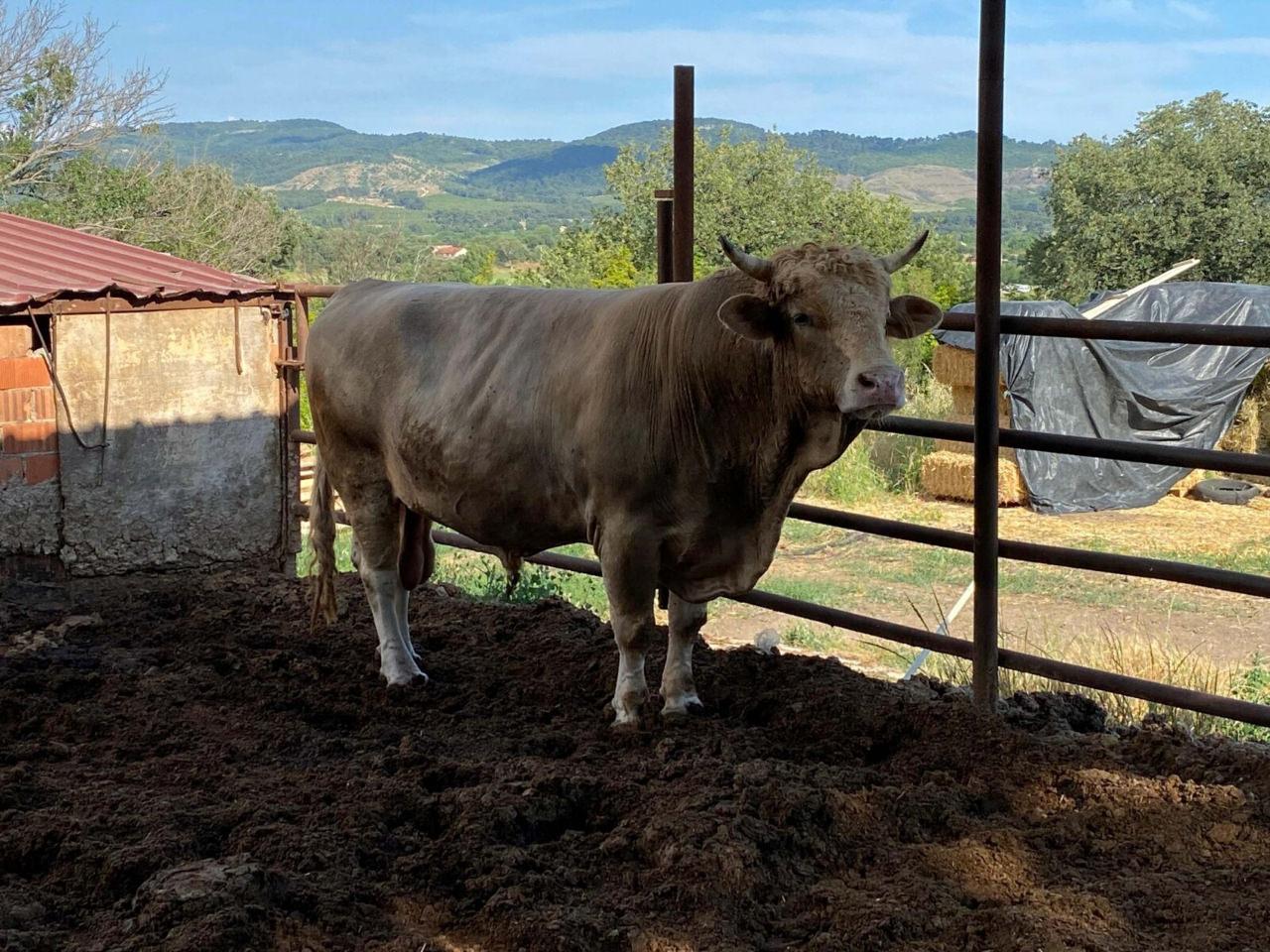 1 ton 500 kiloluk boğa satışa çıkarıldı. 