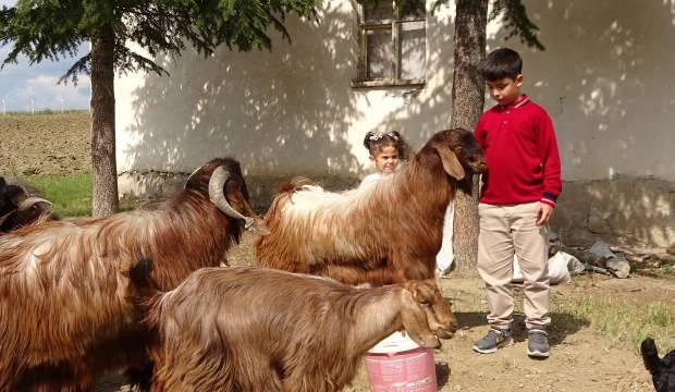 Çobanlık yapan 11 yaşındaki Emir, Bakanlığın bursluluk sınavından tam puan aldı