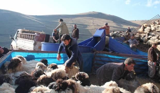 Koyunlar 'mobil koyun banyosu' ile yıkandı 