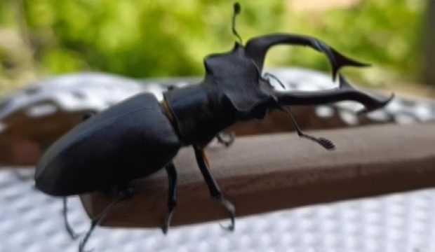  Parmak büyüklüğünde görüldü: Cezası 557 bin TL