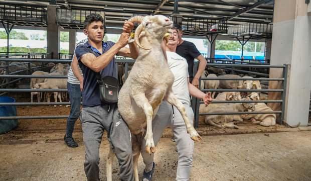 Pazarın gözdesi oldu: Herkeste iki, onda dört tane var