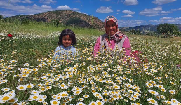 Papatya gelir kapısı oldu: Kilogramı 260 TL kazandırıyor