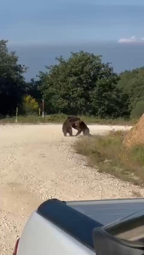 Uçurumdan yuvarlanan ayıların kameraya yansıyan halleri. 