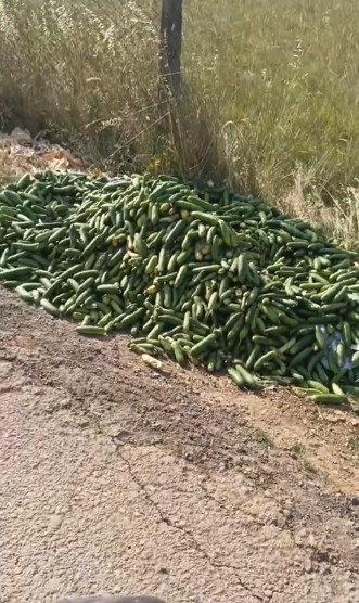 Yol kenarına atılan salatalıklar. 