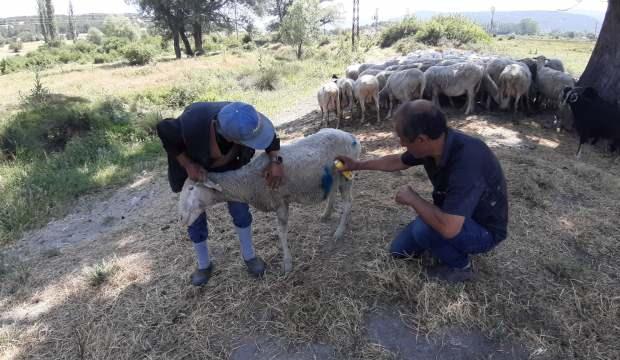 Bolu'da başıboş köpekler, koyun sürüsüne saldırdı!