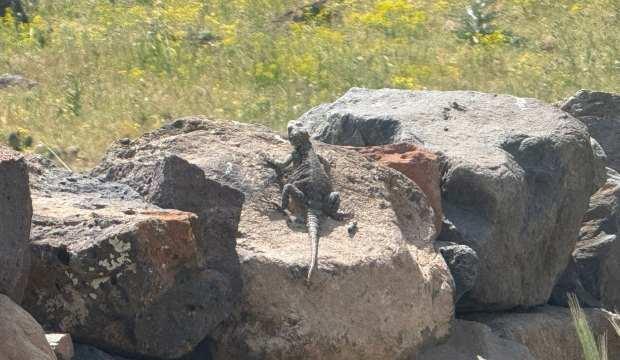 Iğdır'da görüntülendi: Dünyada sadece iki bölgede yaşıyorlar