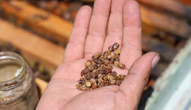 Birkaç yıl önce çöpe atılıyordu, şimdi kilosu 3 bin TL’den satılıyor