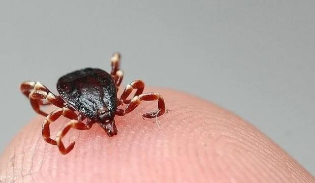 Bu kez yer Çorum: Bir kişi daha öldü!