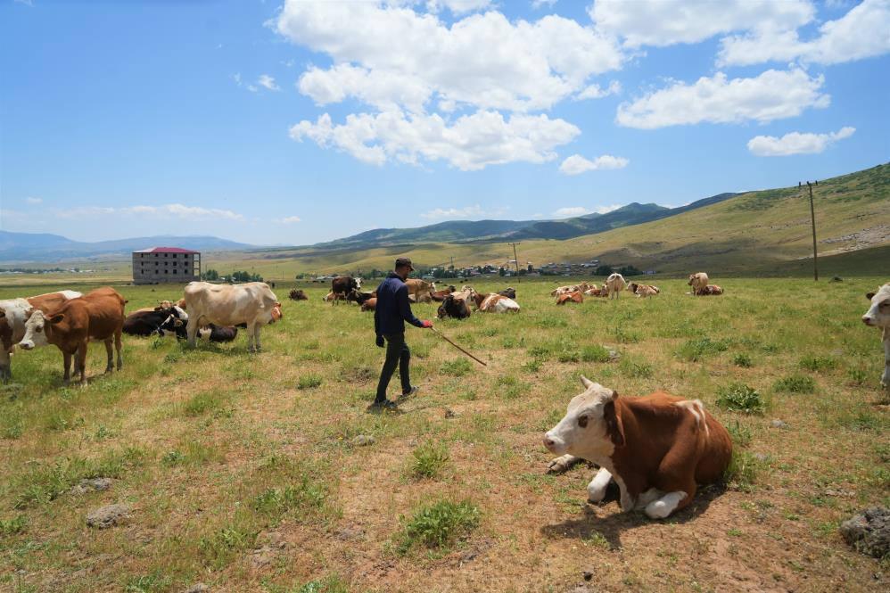Muş'ta çoban krizi