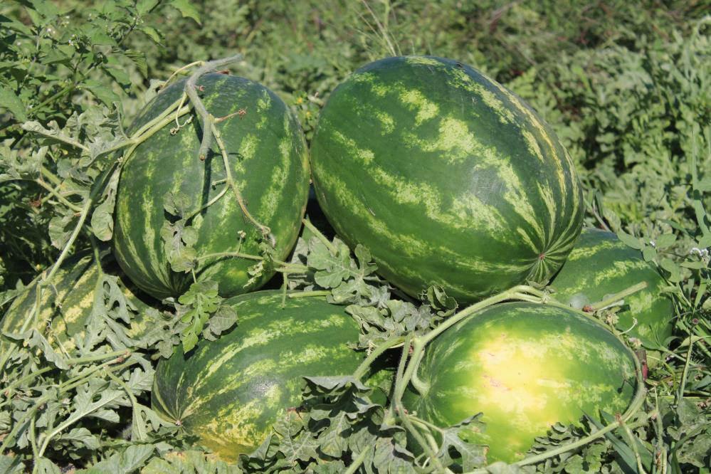 Çukurova'dan sonra Türkiye'nin gözü burada
