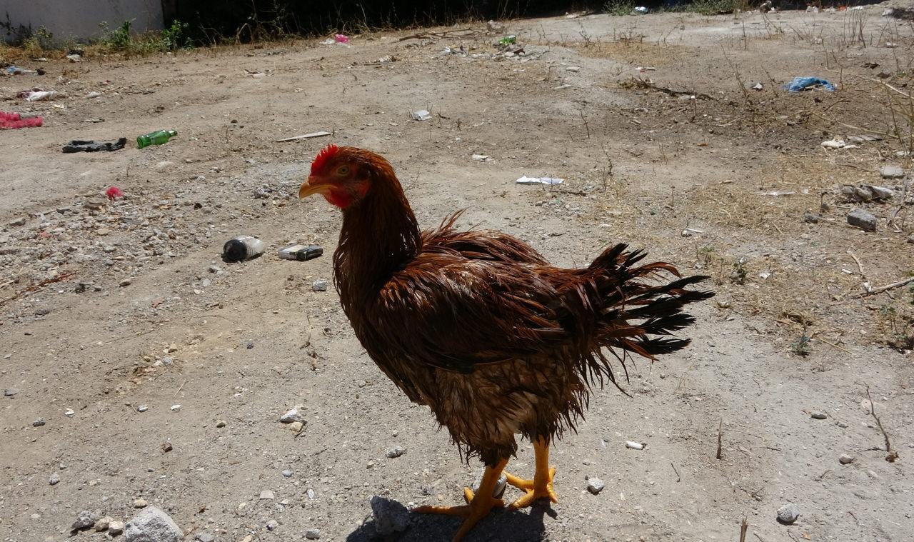 Kaya, Gözde'nin iyileşmesini ve mahalledeki çocukların yumurta yemesini istiyor.