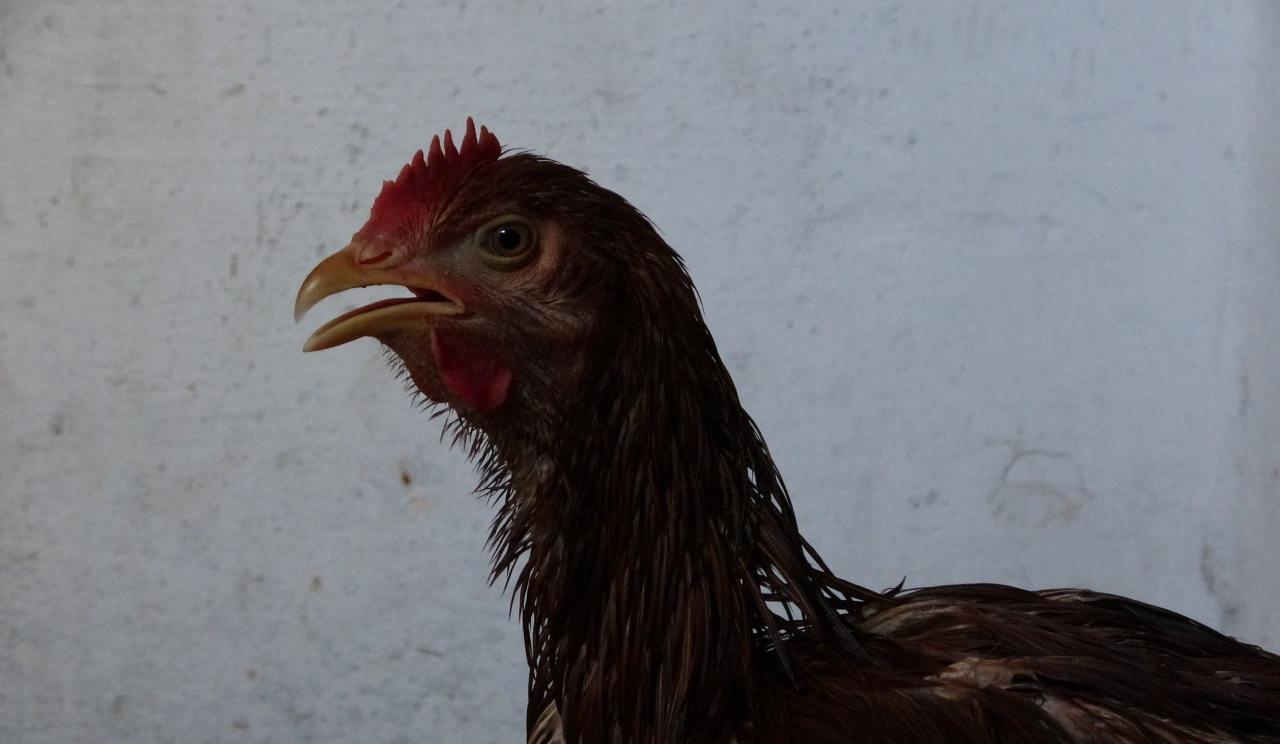 Gözde isimli tavuk için veteriner aranıyor. 