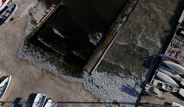 İzmir Körfezi'nde kirlilik dikkat çekiyor!