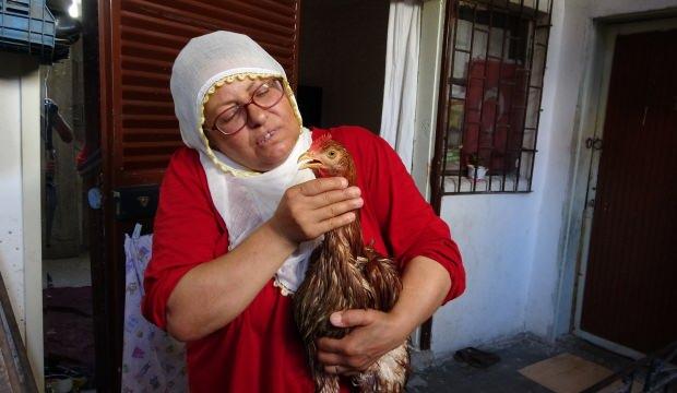 Tavuğunu kesmeye kıyamayan kadın: 'Hayatımda böyle ağlayan bir tavuk görmedim'