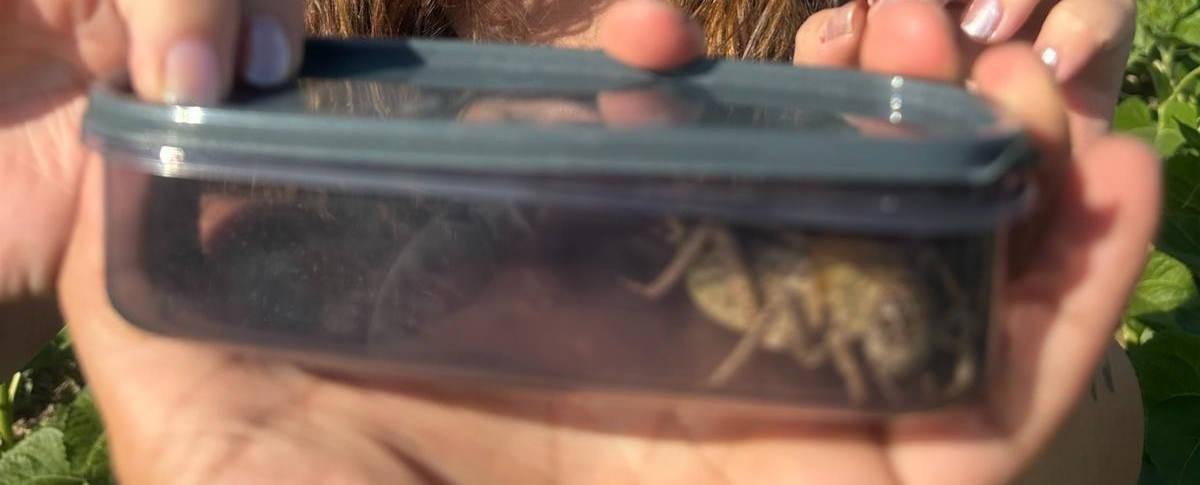 Yamyam tombul çekirge, bir plastik kap içine alındı. 