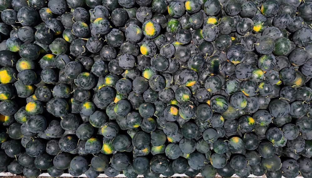 Adana'da karpuzun tarlada kilogram fiyatı 2,5 liraya kadar geriledi