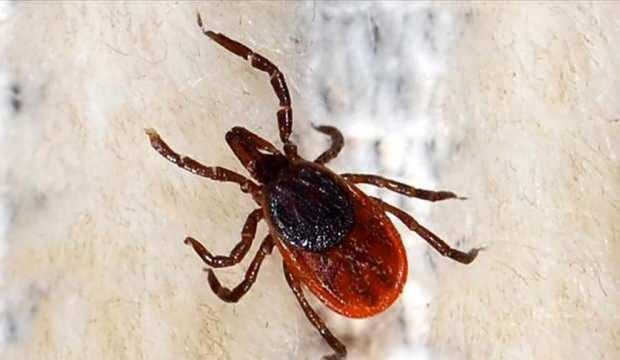 Kene, bir kentte daha can aldı! Ölü sayısı artıyor 