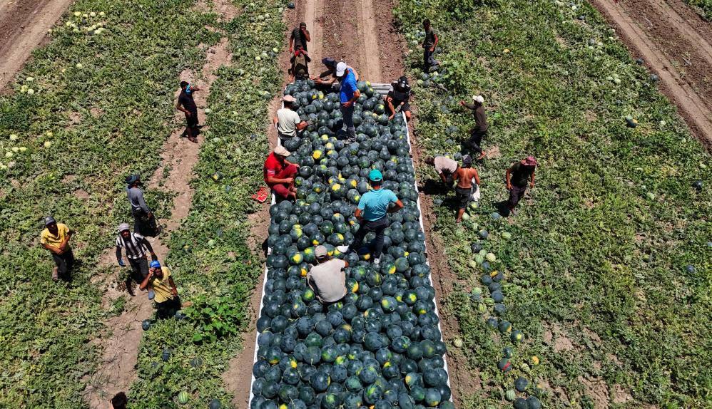 Adana'da karpuzun tarlada kilogram fiyatı 2,5 liraya kadar geriledi