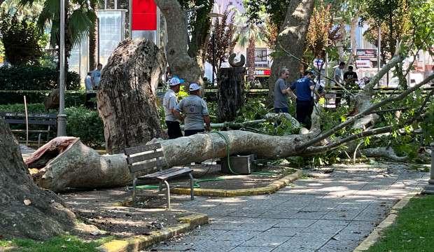Çınar ağacının kırılan dalının altında kalan 3 kişi yaralandı