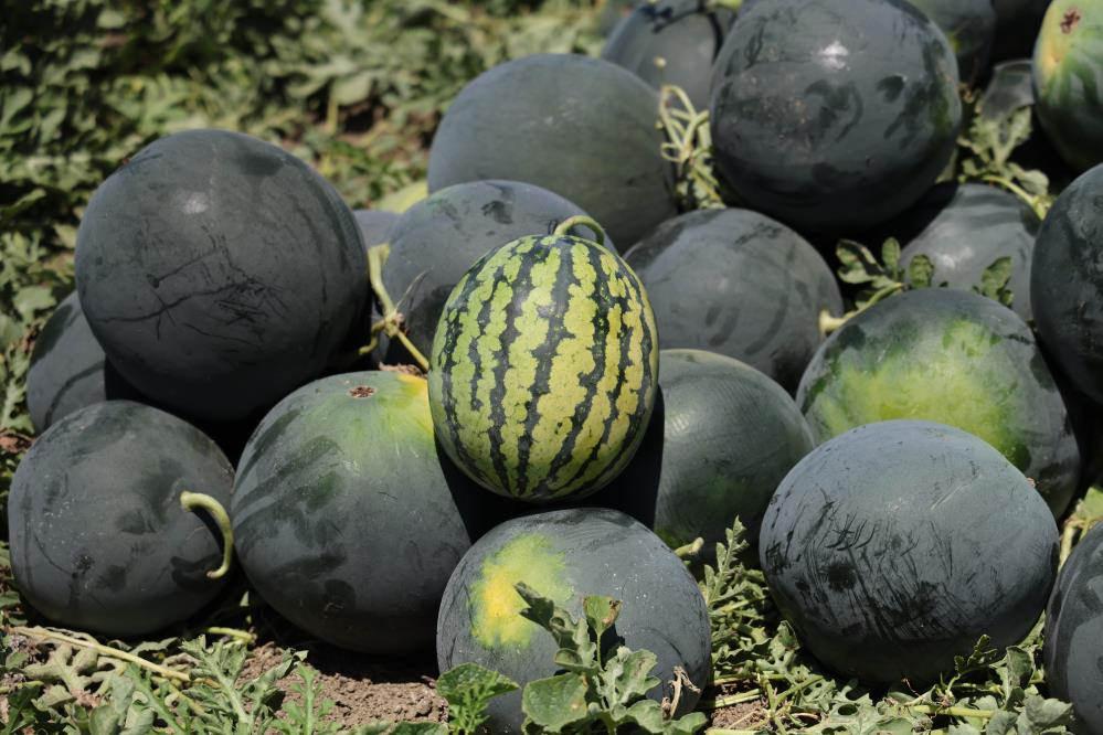 Adana'da karpuzun tarlada kilogram fiyatı 2,5 liraya kadar geriledi