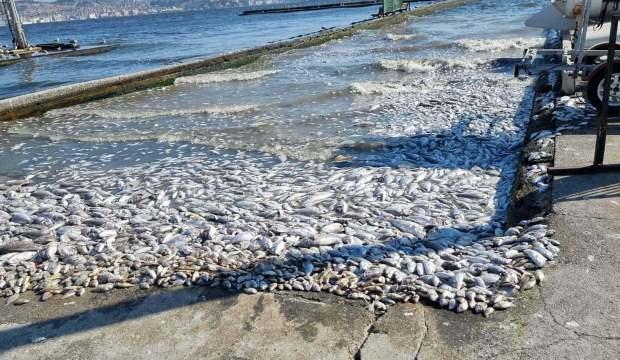 Balık ölümleri kapıda! Uzman isim uyardı: 'Yeniden olacak'