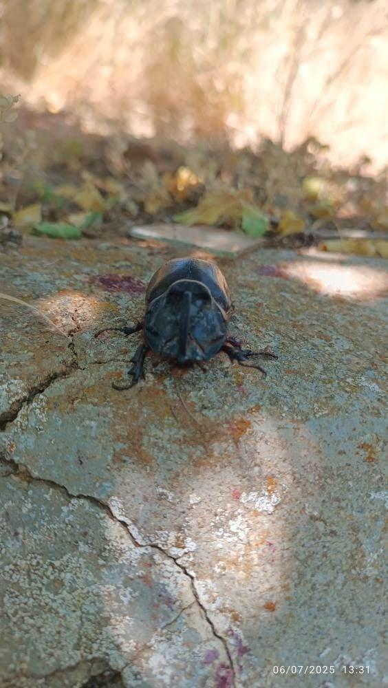 Elazığ'da görülen gergedan böceği