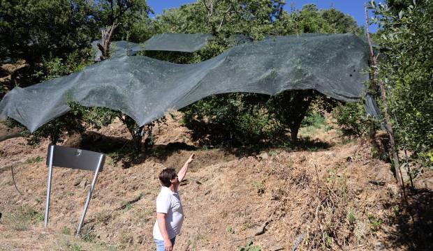 Geçen yıl ağaçta bırakılan mahsul, bu yıl korumaya alındı