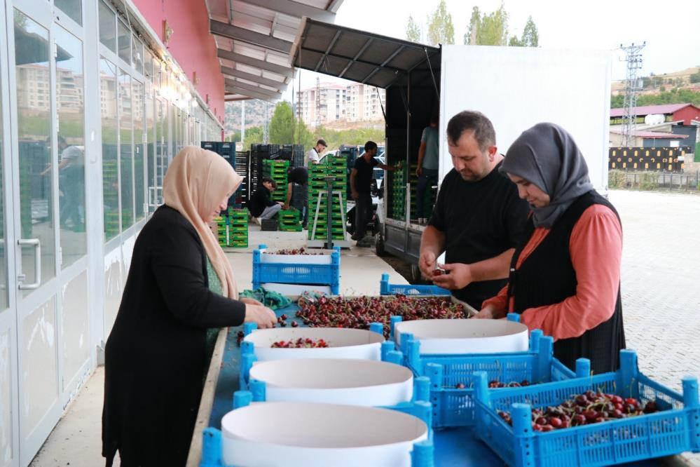 Hadim kirazında zirai don ihracatı durdurdu