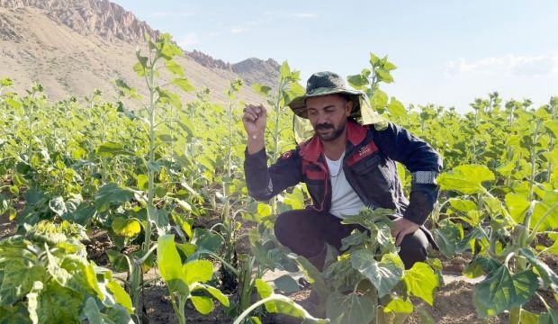 Tarlaları talan eden bu hayvan çiftçilere bela oldu!