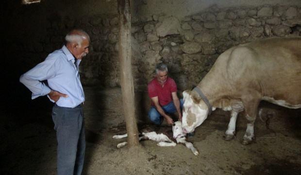 Malatya'da dünyaya gelen çift başlı buzağı görenleri şoke etti