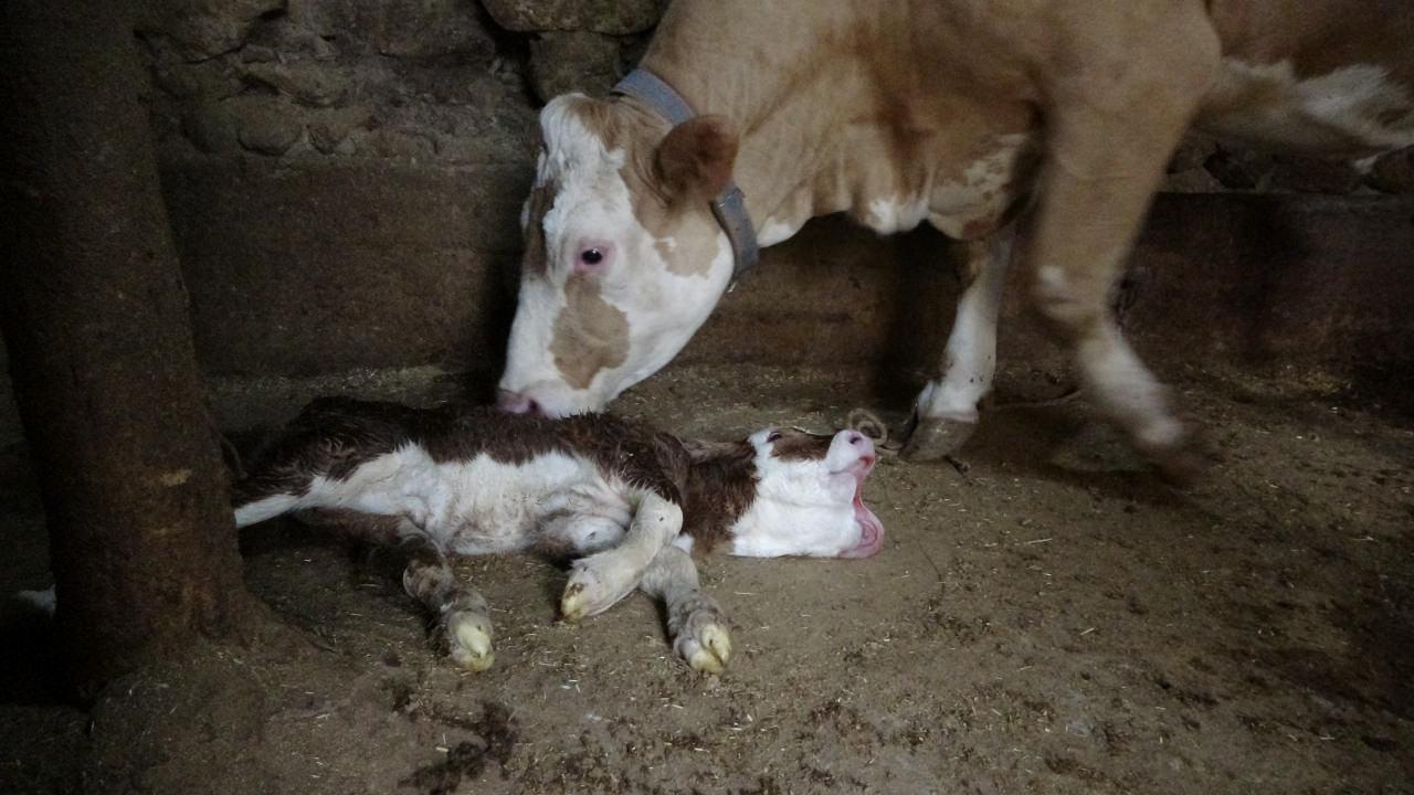İki başlı olarak doğan buzağı ve annesi. 