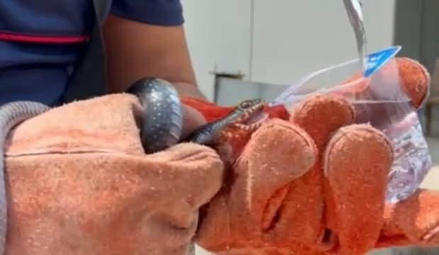 Osmaniye’de evin bahçesine giren yılana itfaiye eri su içirdi