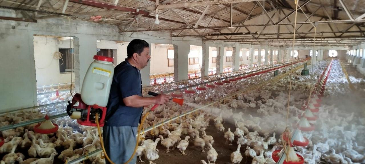 Vedat Tanrıverdi, tavukların üzerine buzlu su atıyor. 